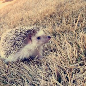 Meet your Posher, Emma